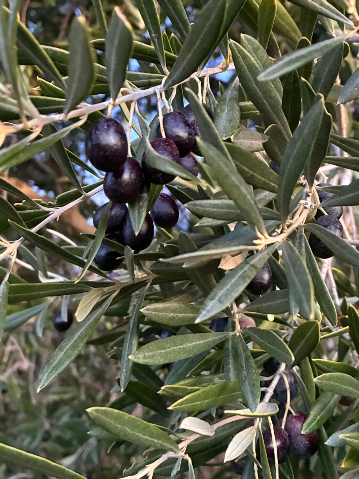 Met de hand geoogste olijven in Andalusië